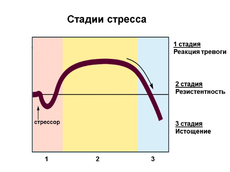 Стадии стресса 1   2   3 1 стадия Реакция тревоги 